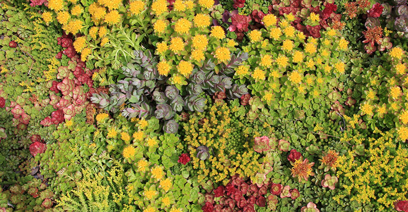 roof plants
