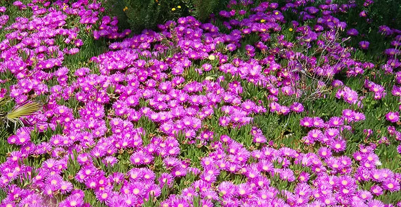 Delosperma