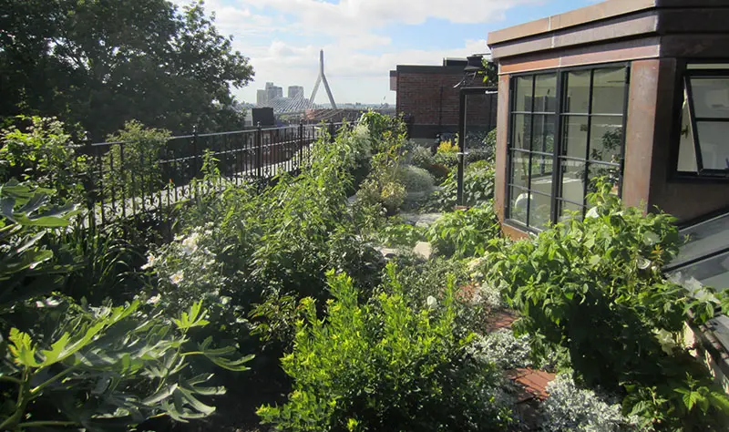 green roof