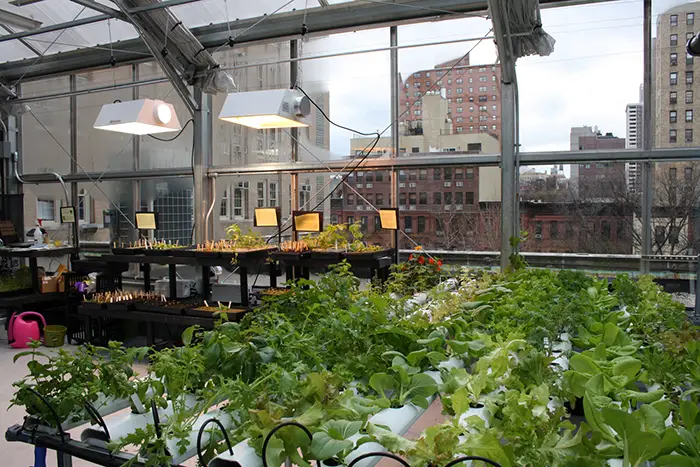 ROOFTOP GREENHOUSE