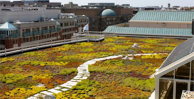 extensive green roofs