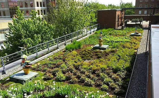 green roof design