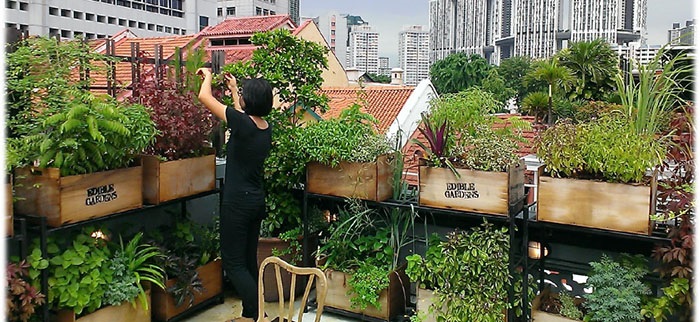 1 Edible Roof Garden