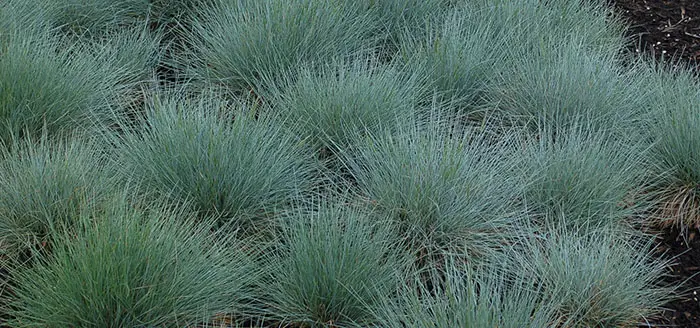 Blue Fescue