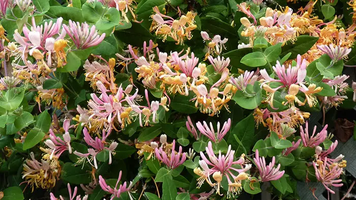 Gold Flame Honeysuckle