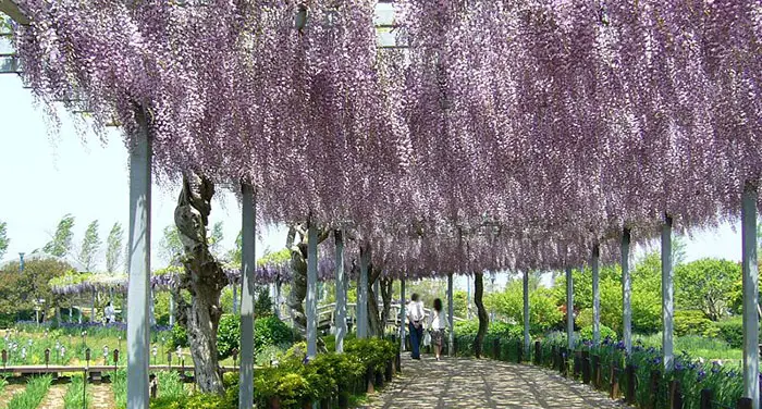 Japanese Wisteria