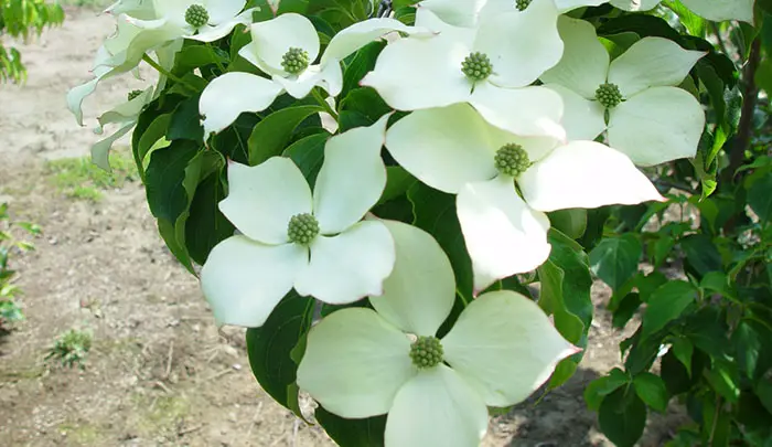 Kousa Dogwood