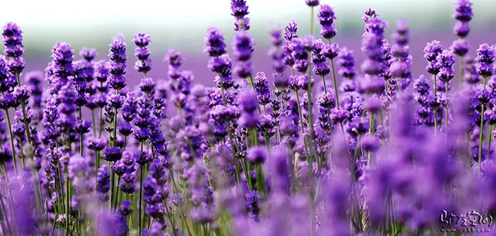 Lavender