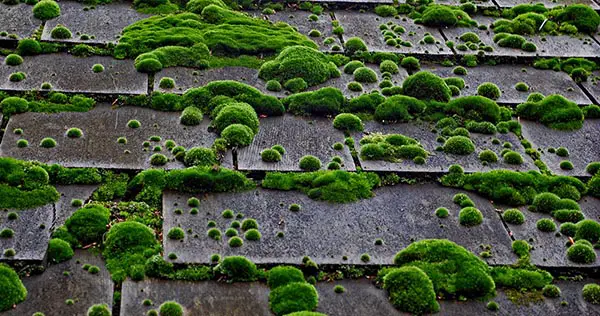 mossroof