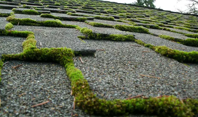 roof moss